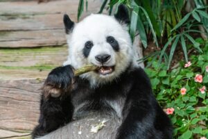 Panda-travieso.-jpg-300x200 Conocer otras culturas