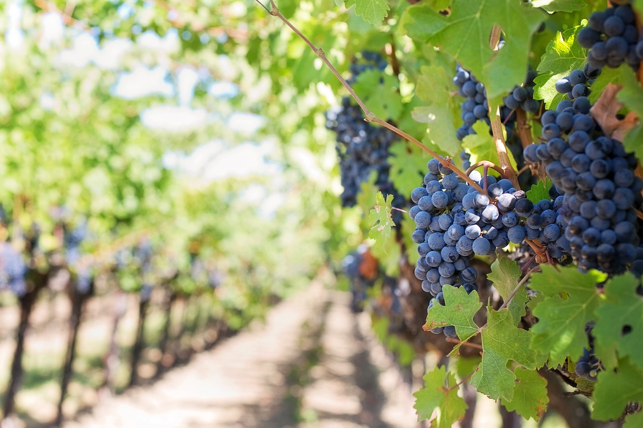 grapes, vines, grapevines