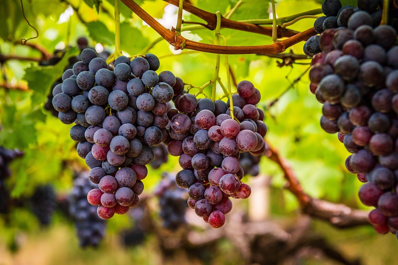 Grape.-jpg-3 El viñedo: un pilar cultural en diversos países