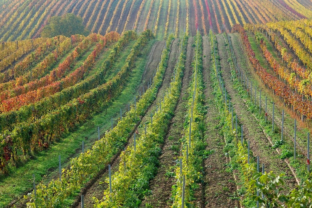 Plantacion-de-uvas.-jpg-1 El viñedo: un pilar cultural en diversos países