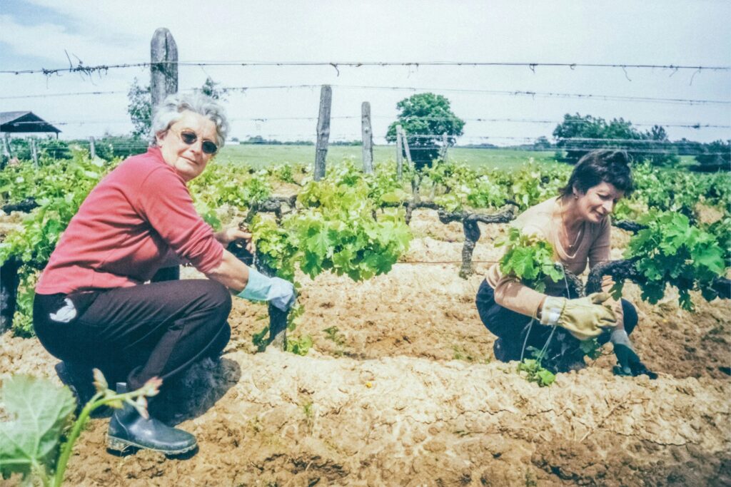 Plantacion-de-uvas.-jpg-2-1024x683 El viñedo: un pilar cultural en diversos países