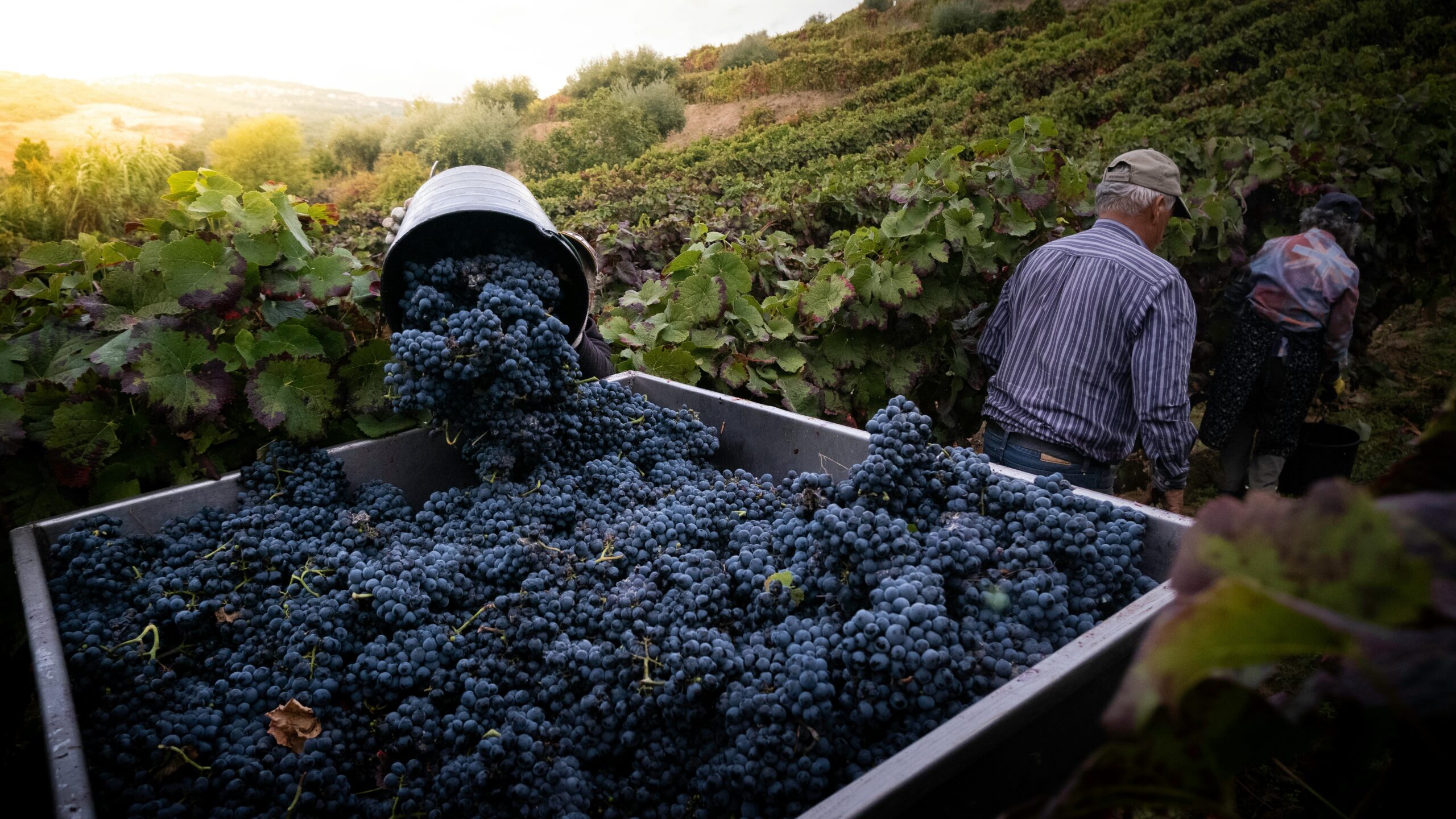 Recoleccion-de-uvas.-jpg-1-scaled El viñedo: un pilar cultural en diversos países