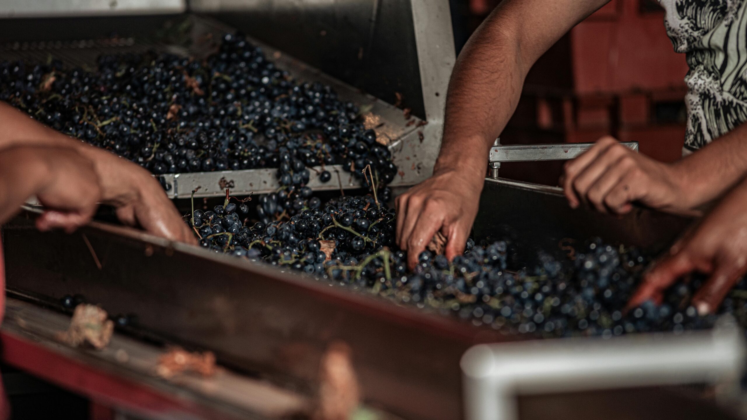 Triturado-de-uvas.-jpg-scaled El viñedo: un pilar cultural en diversos países