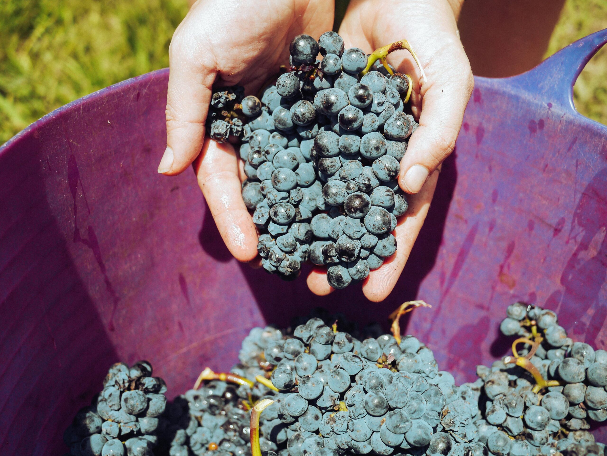Uvas-paso-II-2-scaled El viñedo: un pilar cultural en diversos países