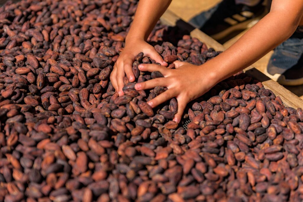 felicitas-fragueiro-SaW_8DDzZ2U-unsplash-1024x684 El cacao venezolano: historia, tradición y por qué es famoso
