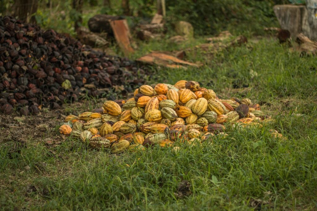 graniel7-cacao-6554306_1920-1024x683 El cacao venezolano: historia, tradición y por qué es famoso