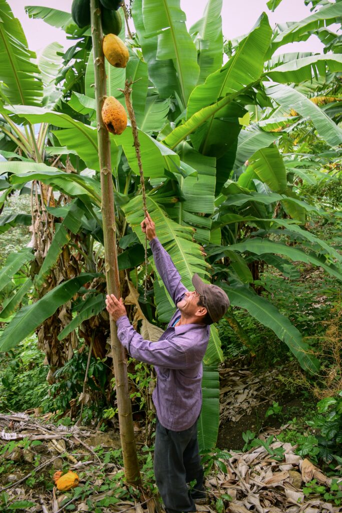 pexels-gilmerdiaz-3151642-683x1024 Lo que nadie te cuenta sobre el cacao venezolano
